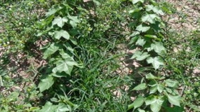Entenda como surgem plantas daninhas resistentes