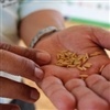 Preços mínimos da uva e do arroz são atualizados