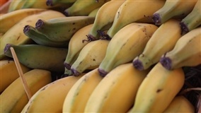 Preços da banana caem no Vale do Ribeira