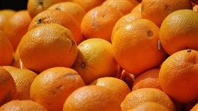 Clima favorece florada e produção de citros