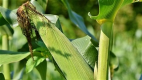 Perdas produtivas por estresses climáticos