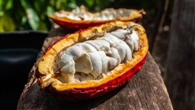 Mato Grosso aposta no cacau para diversificar a renda rural