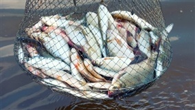 Tarifaço causa queda de 28% nas exportações da piscicultura