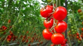 Tomate deve ser colhido no início de 2026