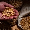 Soja no Brasil: Como está o mercado?