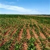 Argentina responde ao clima e soja ganha impulso