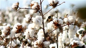 Algodão agroecológico é pauta na Paraíba