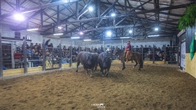 Touro Angus atinge avaliação de R$ 132 mil