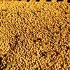 Conab pode ser fator de baixa para a soja