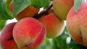 Pêssego: mosca-das-frutas exige medidas preventivas no campo