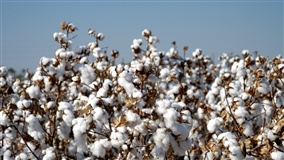 Solução para controle da lagarta-do-cartucho 