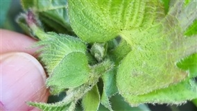 Erros na identificação de lagartas podem comprometer a safra