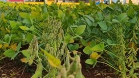Safra de soja começa com dificuldades por falta de chuva