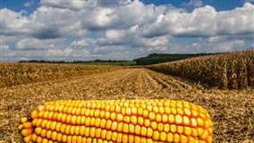 Milho sobe na B3 com atenção ao prêmio climático
