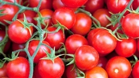 Frio reduz oferta e tomate encarece no RS