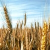 Cotações do trigo em Chicago registram leve queda