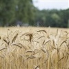 Clima impacta produção mundial de trigo