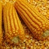  Mercado de milho no Brasil: negociações lentas 