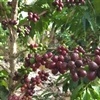 Parceria fomenta produção de café por agricultores