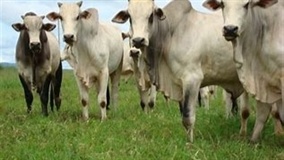 Leilão amplia espaço da pecuária em feira agro