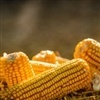Colheita de milho alcançou 96% nos Estados Unidos