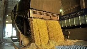 Safra de soja do Brasil pode atingir recorde de 121,4 mi t
