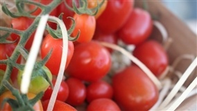 Clima frio atrasa frutificação do tomate em estufas