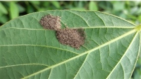 Sugadores: Perdas podem chegar até 30% da produtividade