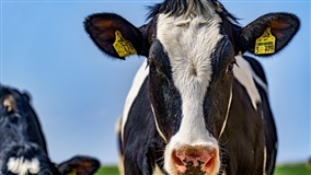 dsm-firmenich lança novo módulo da IA Lore™