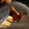 Frango abatido vem obtendo seus melhores preços