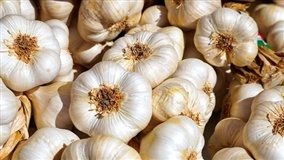 Produção de alho livre de vírus ganha força no Paraná