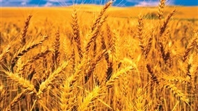 Mercados agrícolas encerram a semana entre cautela