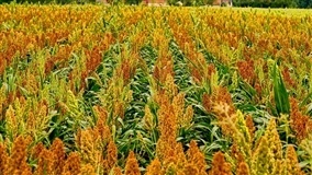 Sorgo: Crescimento de 25% na área indica diversificação