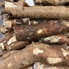 Clima desfavorável afeta comercialização de mandioca