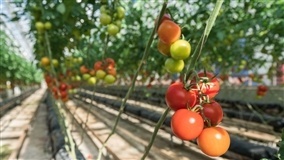 Tomate editado combate deficiência de vitamina