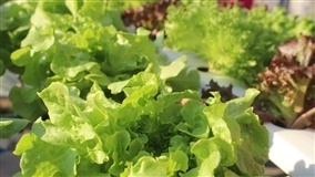 Mapa de risco climático para a produção de alface