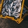 Fiscalização apreende 885 kg de pescado durante a piracema