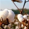 Demanda global pressionaram as cotações do algodão