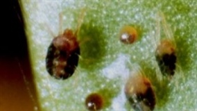 Período seco favorece ácaro-vermelho no café