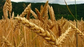 Colheita do trigo avança no Sul, mas com preços sem reação