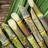 Alerta: ameaça da broca-da-cana aumenta no verão