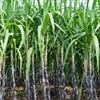 Centro-Sul deve moer cerca de 645 milhões t de cana