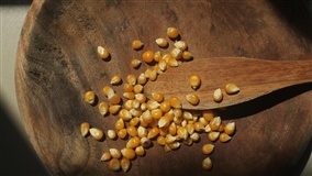 Milho nos EUA: exportações sustentam preços