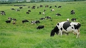 Estratégias de adubação em cobertura elevam produtividade