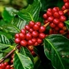Nova tecnologia para o manejo das principais pragas do café