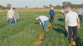 Potencial do trigo tropical é apresentado a cooperativas 
