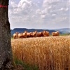 Cotação da arroba bovina registrou aumento nos últimos dias