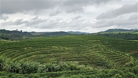 IA e satélite mapeiam com precisão cafezais paulistas