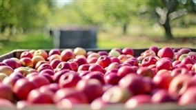 Dia de Campo incentiva fruticultura em Formoso