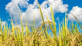 Arroz desponta como opção na rotação de culturas